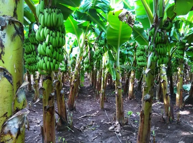 FRESH CAVENDISH BANANA CHEAP PRICE