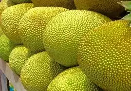 
Vietnam Fresh Jackfruit No chemichals (WS: +84904230236) 
