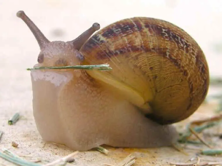 
Fresh Healthy Live Snails Helix Pomatia 