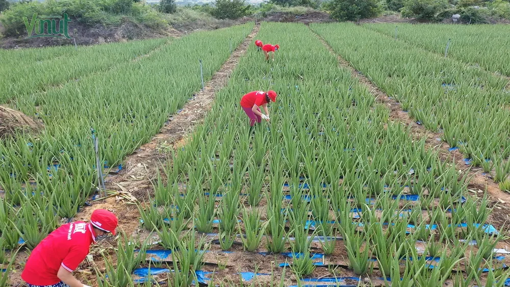 Персиковый Сок Алоэ Вера Напиток 250 мл винут поставщики и производители безалкогольный напиток частная марка новая версия освежающий OEM Ser