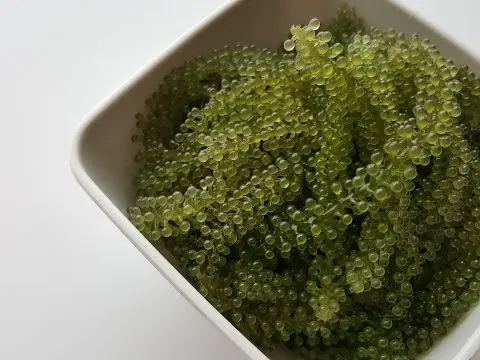  Морской виноград LATO подходит для ухода за здоровьем натуральный хорошего качества сделано во Вьетнаме // JOLENE + 84