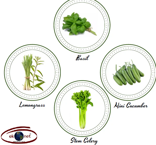 Fresh Basil Bulk High Quality from Turkey Wholesale Green Color Flat Leaf 2022