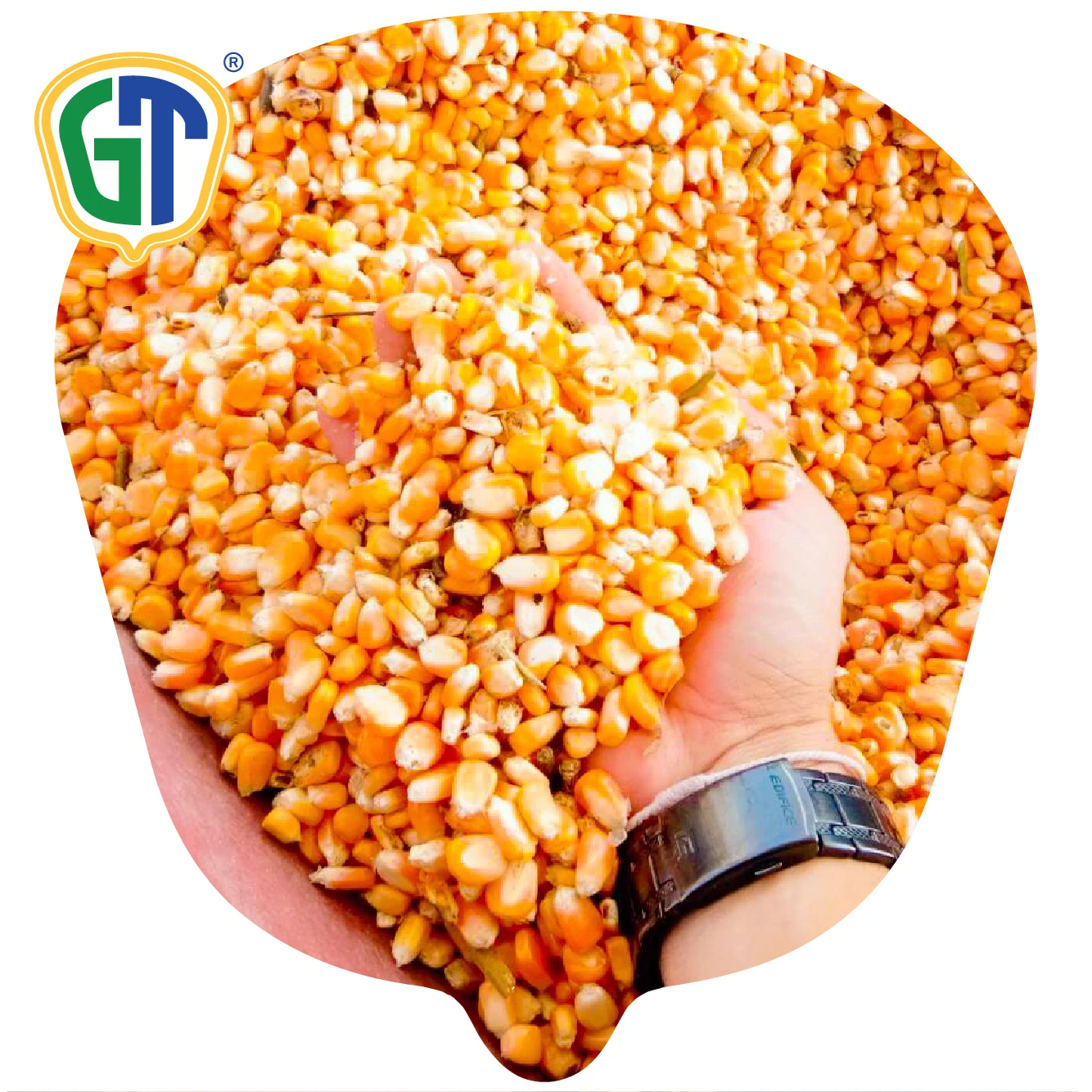 
Orange Yellow Kernel Color Long Girthy Ear 52 Days Flowering Very High Yield Hybrid Corn Seeds 