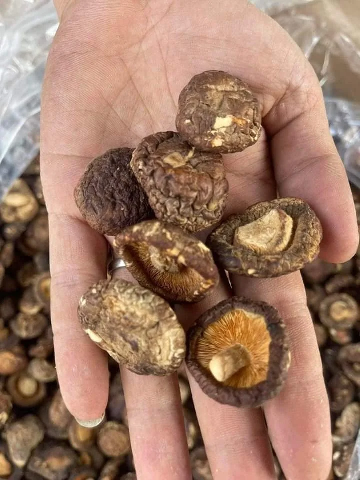 Shiitake гриб/экспорт сушеных гриб оптом/Вьетнам Экспортер Ms. Люси + 84 929 397