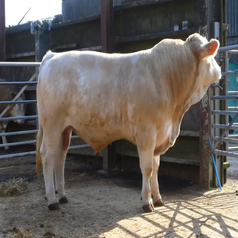Charolis cow