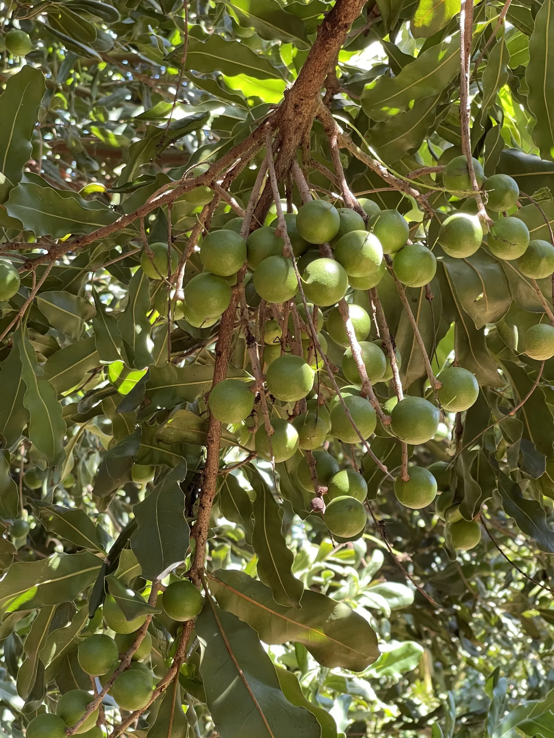 Macadamia nuts come from Vietnam with good quality