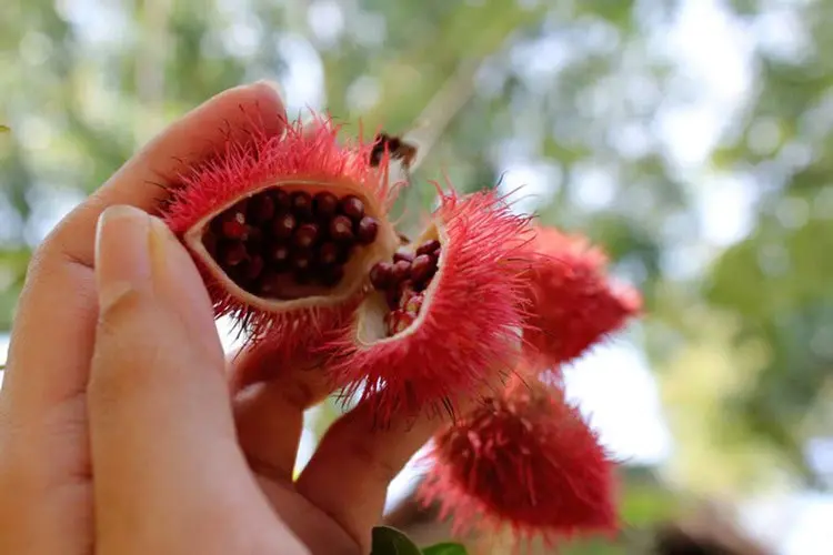 Большое количество сушеных Аннато по лучшей цене из Вьетнама/г-жа Тхи Нгуен + 84 988 872 713