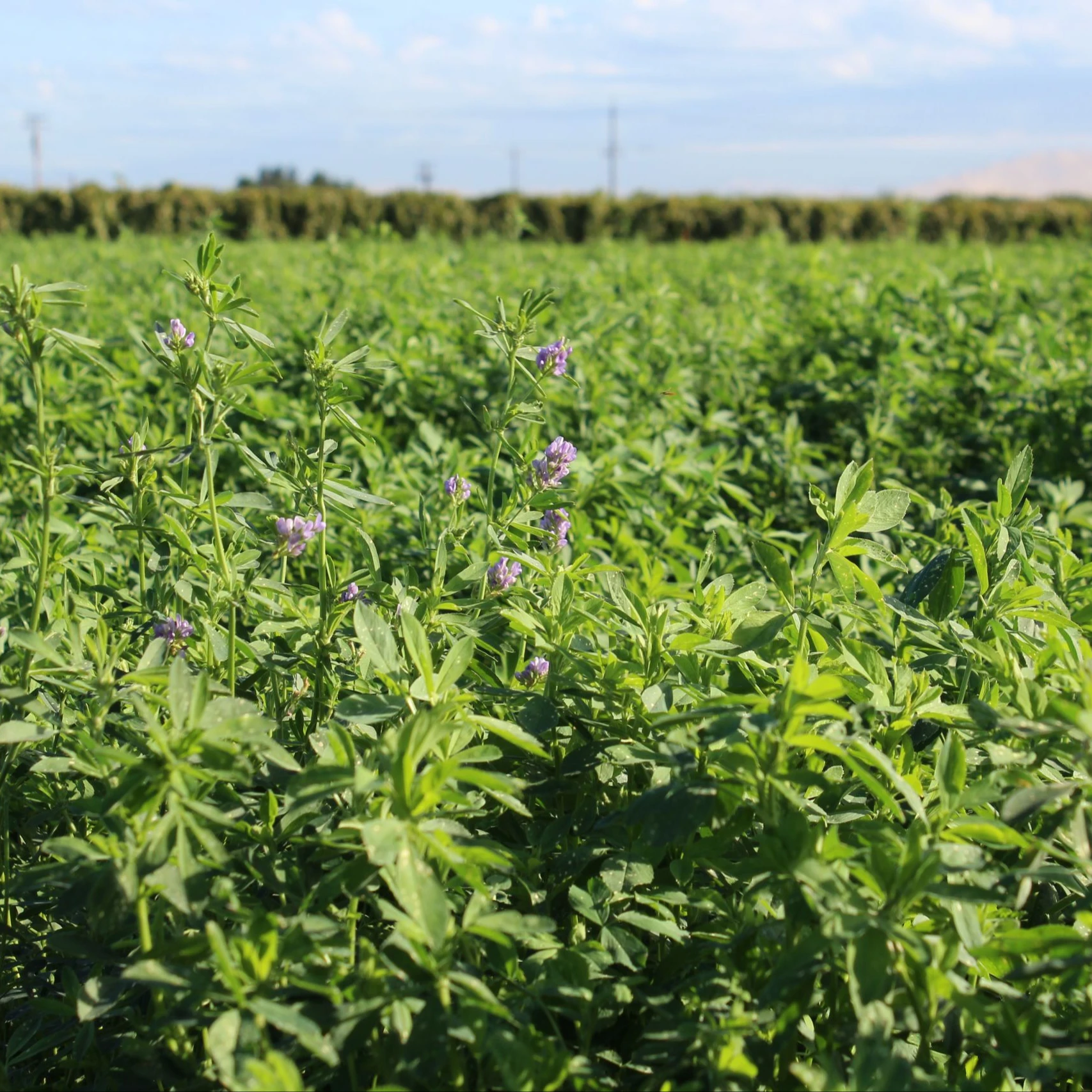Alfalfa Hay growers For sale Lucern hay Animal