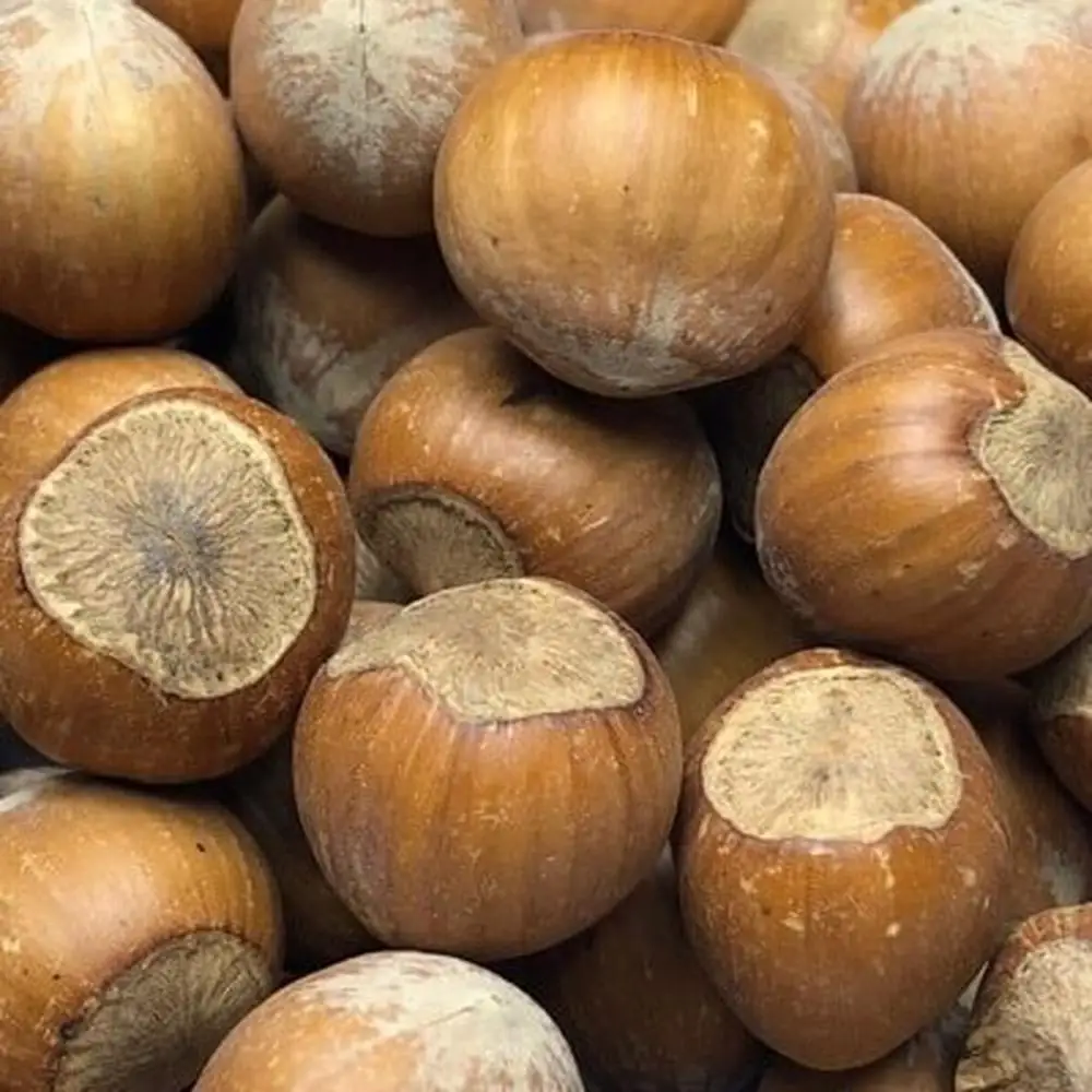 Fresh Chestnuts Available now with Best Price
