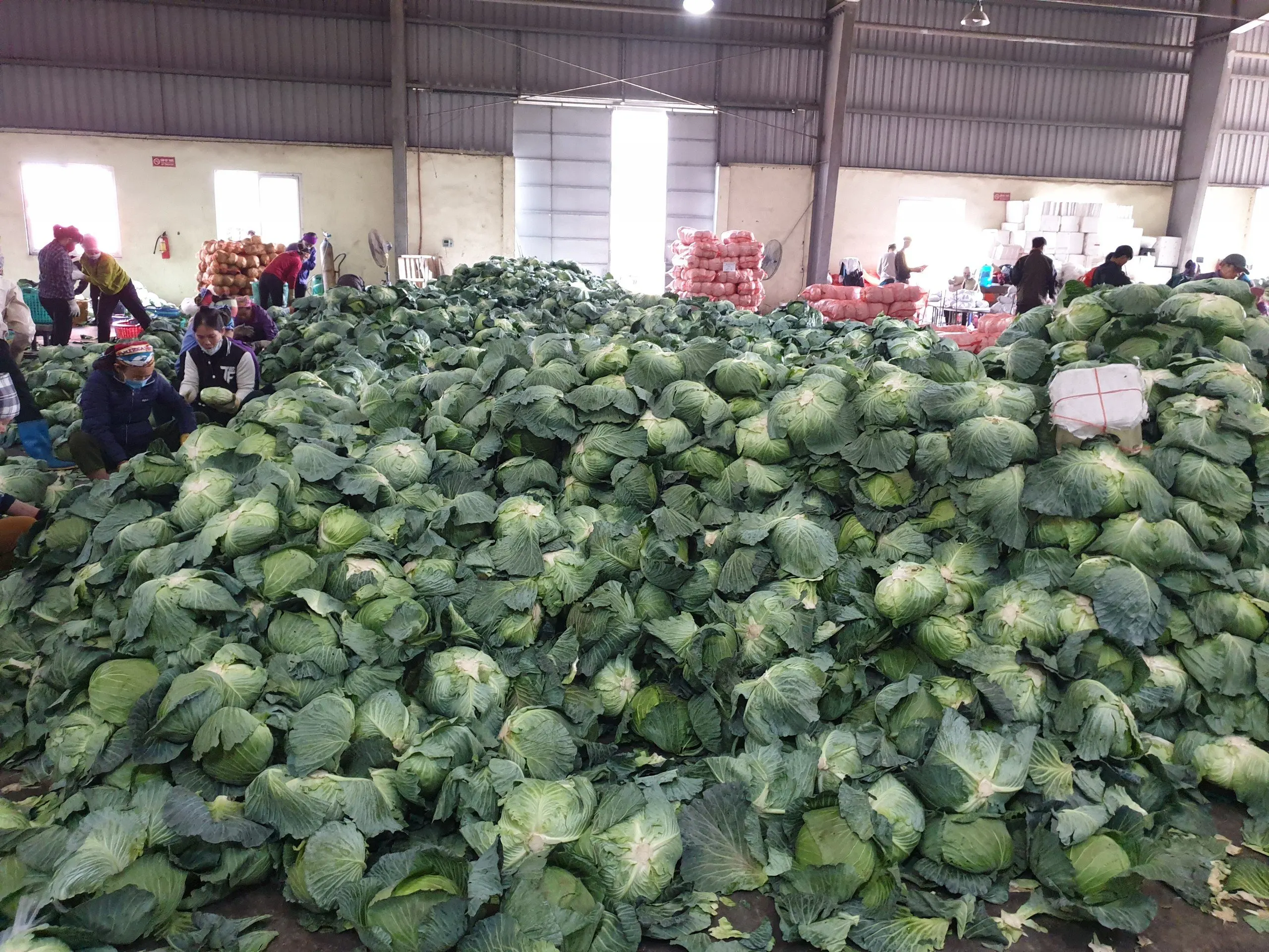 
New Crop Round Shape Vietnamese Fresh Cabbage (Whatsapp/zalo/wechat: +84 912 964 858) 