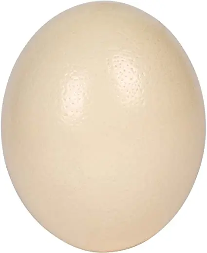 Ostrich Chicks , Fertilized Eggs,Red and Black neck Ostrich