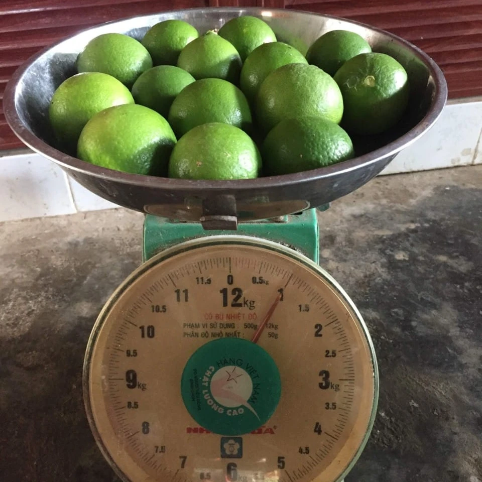 Fresh lime seedless with premium quality Fruits - LINDA Whatsapp 0084 989 322 607