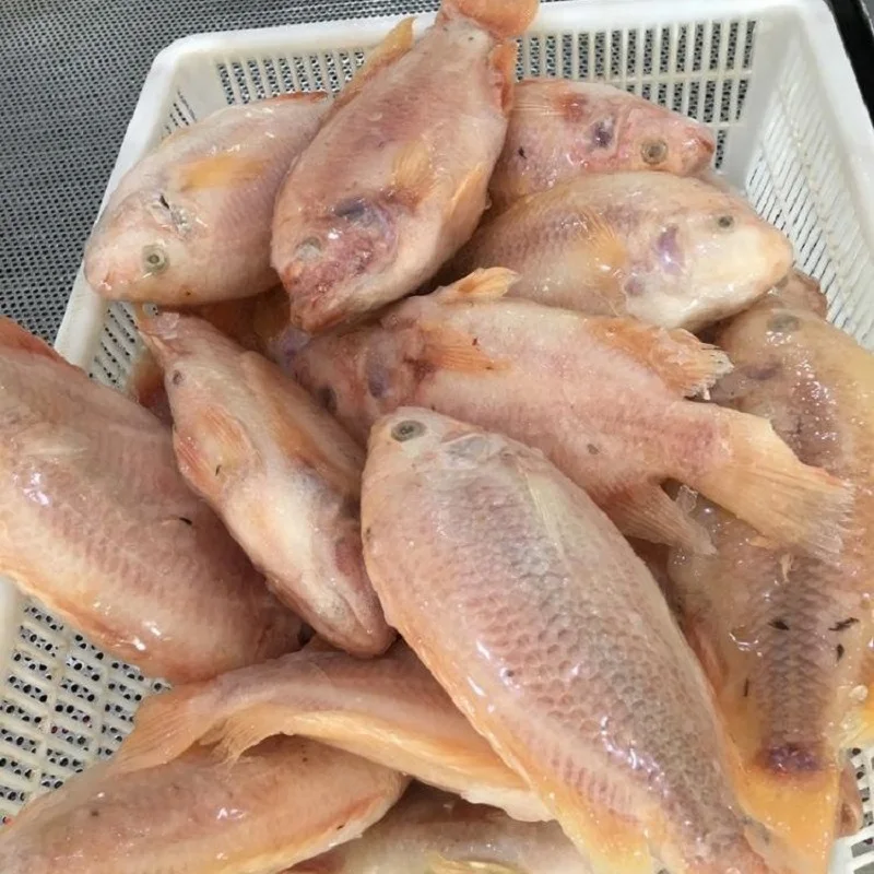 Качественная замороженная скумбрия/Тилапия и