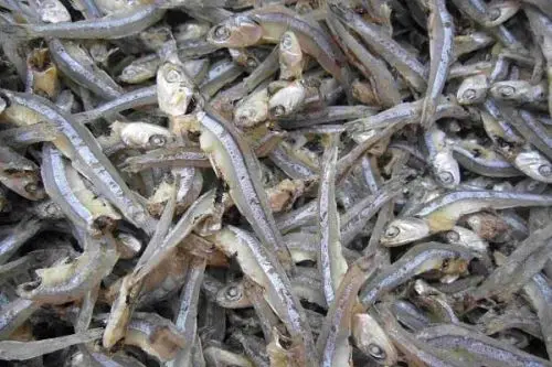Dried Anchovy With Head Or Headless (Sprat) Best Price/ Dried Anchovy