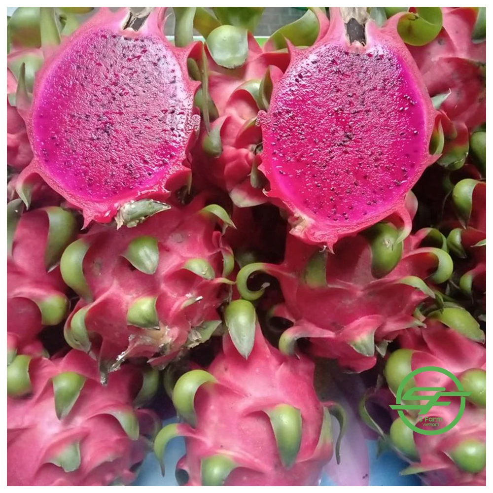 Fresh fruit from Vietnam High quality Red flesh Dragon fruit 100% Organic fruit
