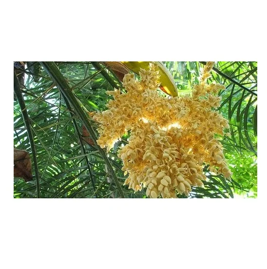  Высококачественный сироп с кокосовым нектаром сахаром обеспечивающий энергию из Вьетнама