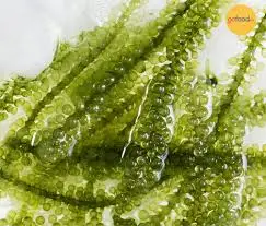  2021 оптовая продажа по низкой цене морской виноград высокого качества 100% натуральный // мисс Ниан + 84 363 210 230