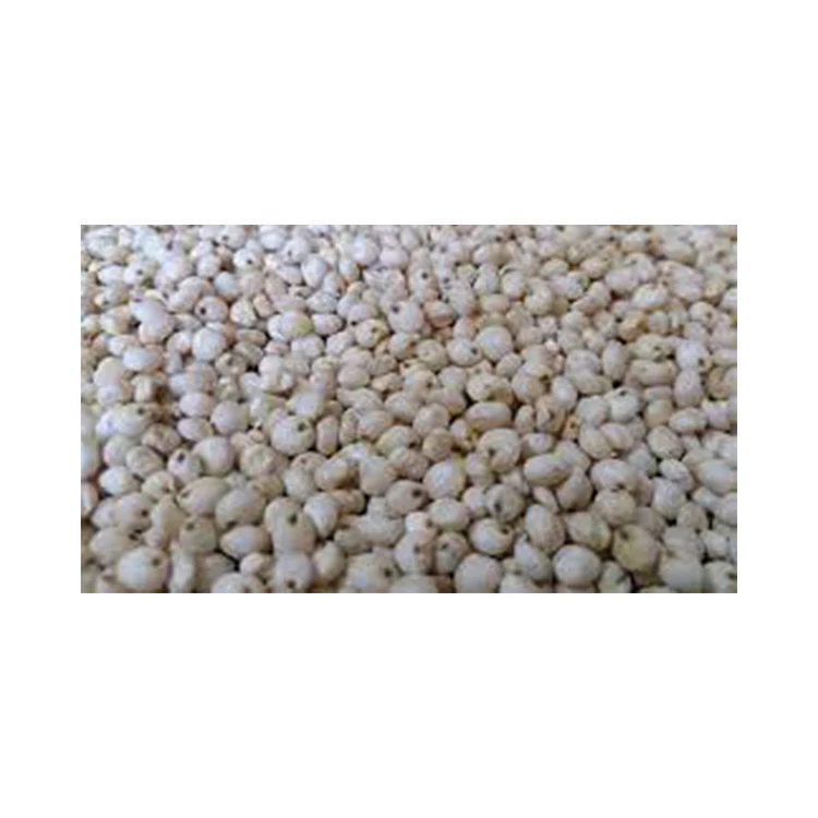 Wholesale Supplier of Premium Quality Healthy White Sorghum at Best Price
