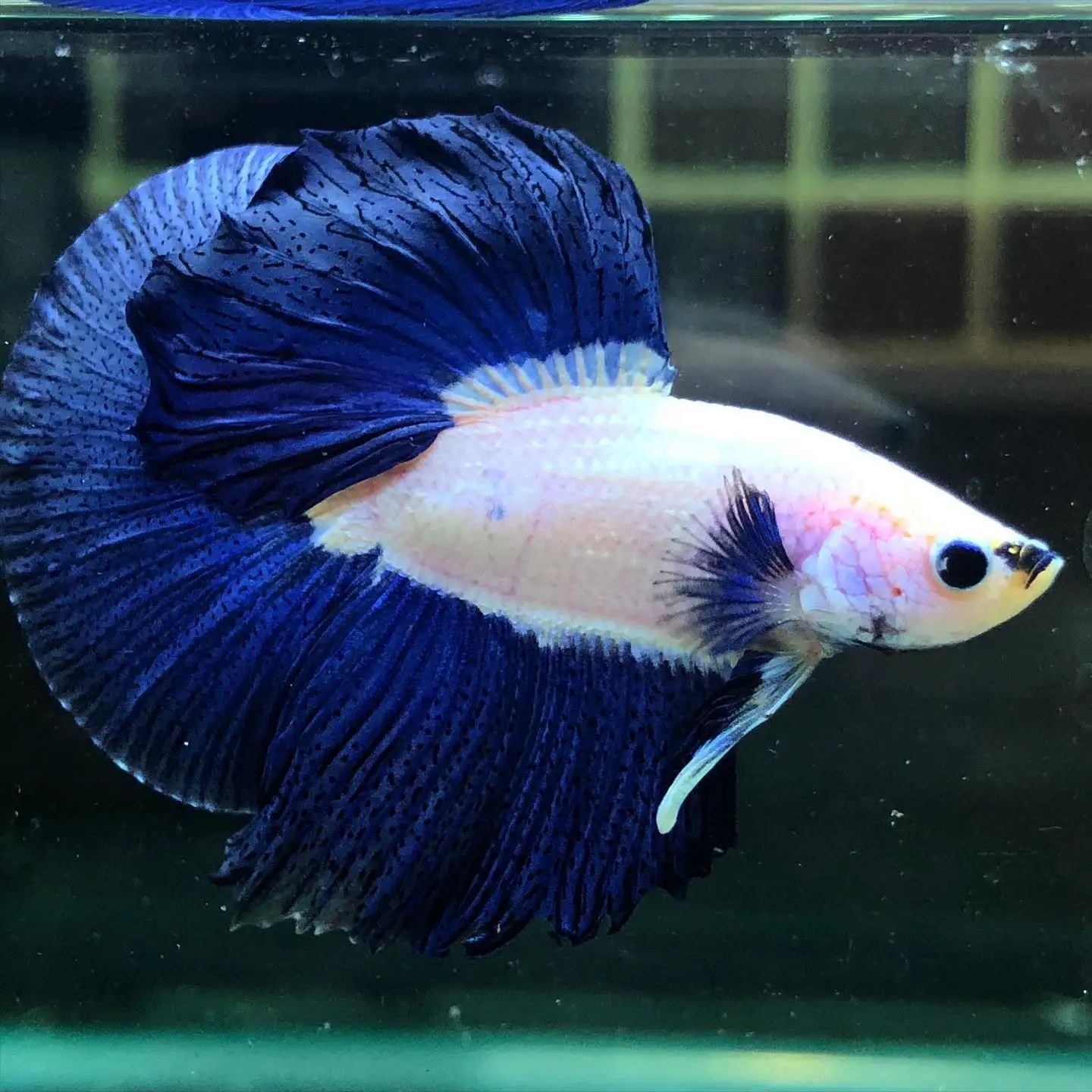 
Blue Rim Betta Fish HALFMOONS - Thailand Betta Fish Live Male Female Siamese Fighing Fish 