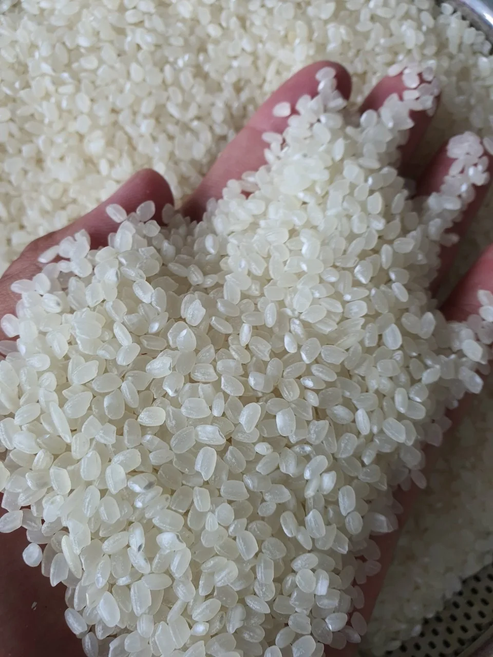 short rice Japonica Rice Made In Viet Nam Sushi rice 5KG