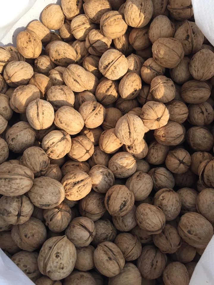 Walnut Raw Walnut Kernel Light Halves Max Bag Top Candy Style Storage Cool Packaging Organic Origin