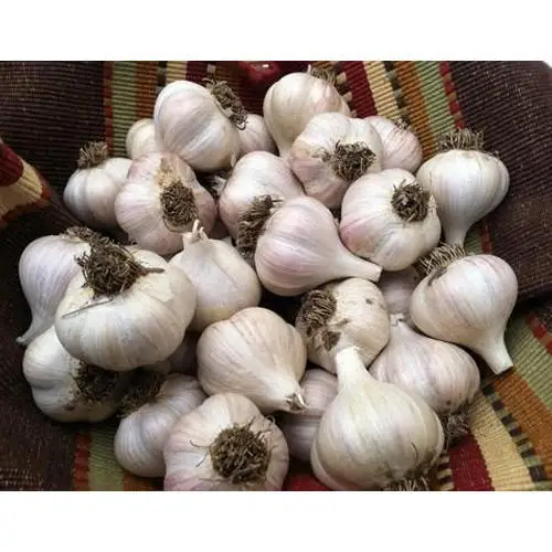 fresh-garlic-500x500 (2).jpg