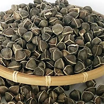 Wingless Moringa / Oleifera Seeds or Health benefits from India Agri Farm