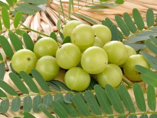 Amla Plant.jpg