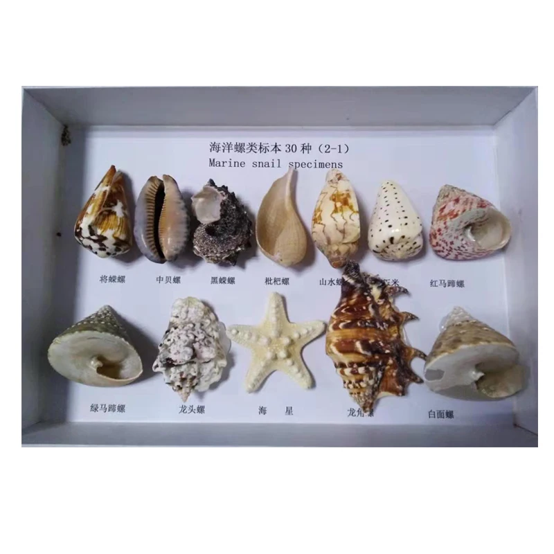 Образцы животных и растений, Обучающие ресурсы, морской организм, кристалл, встраиваемый образец таксидермистой рыбы