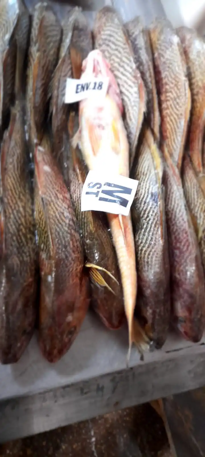 Замороженный желтый Крокер (MICROPOGONIAS FURNIER) поставка рыбы оптом