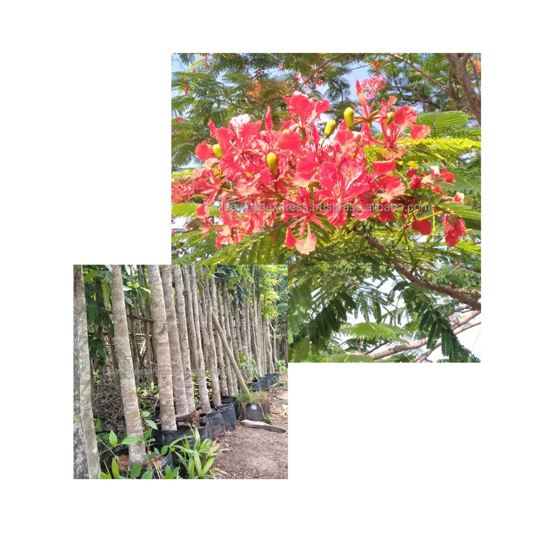 
Best selling Tropical 2 -3 meter Outdoor Landscaping Royal PoincianaTree 