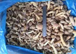 Best Quality Frozen Nameko mushroom At Company Price