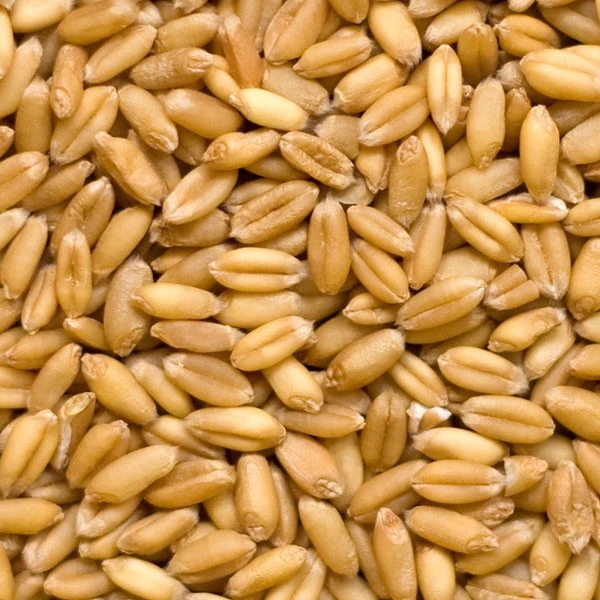 soft wheat in bulk
