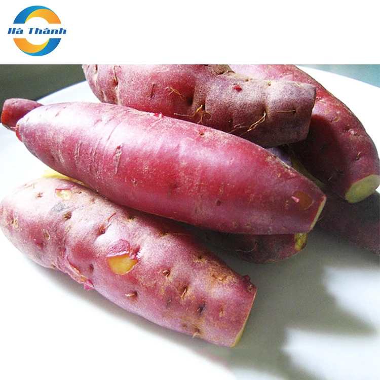 Hot Selling From Vietnam Manufacturer Wholesale High Quality White Cilembu Sweet Potato Fresh