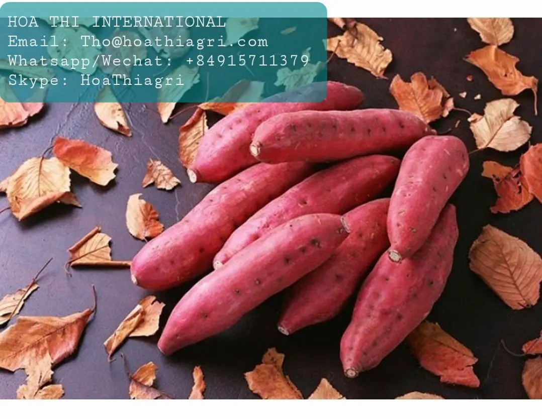 Carton Boxes Common Cultivation Type 100% Natural 170-450kg High Quality  Sweet Potato Origin From Vietnam