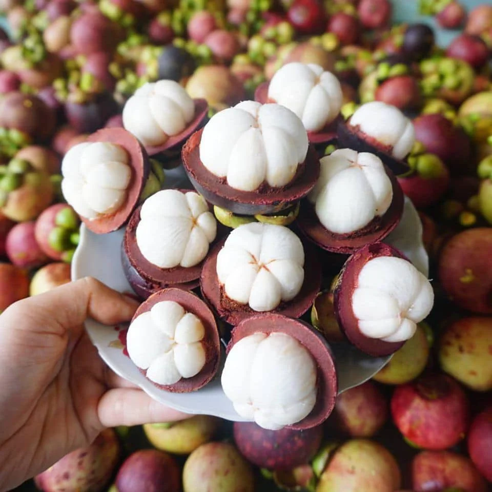 FRESH MANGOSTEEN BEST PRICE FROM VIETNAM/VIKAFOODS  (WhatsApp/Wechat: + 84 983 028 718)