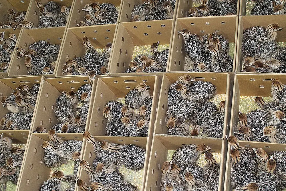 Свежие плодородные страусиные яйца для продажи