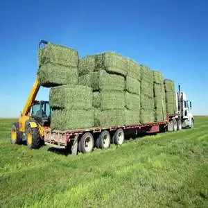 Top Quality Premium Alfalfa Hay, At Best Price..