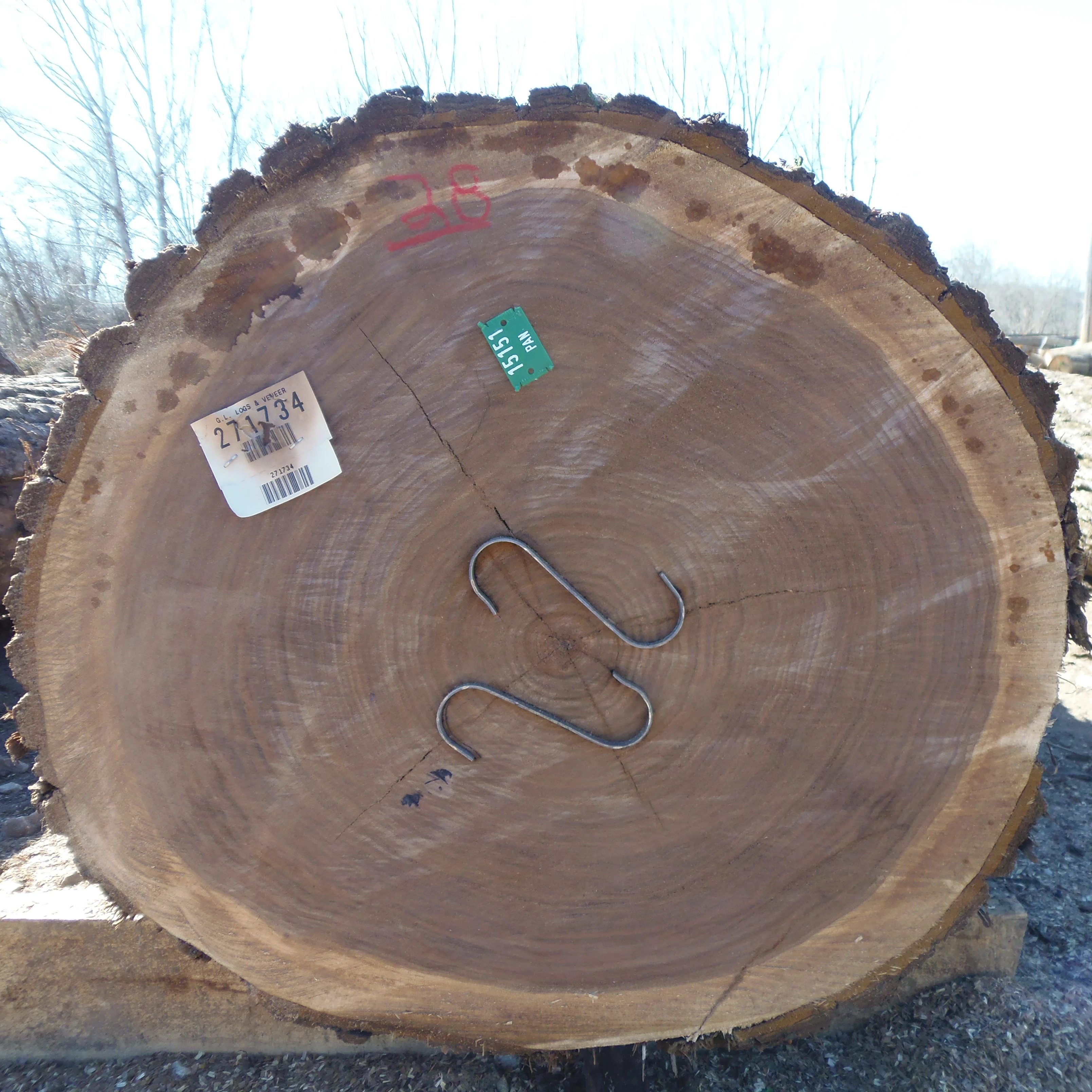 Walnut Sawn Logs 100 m3