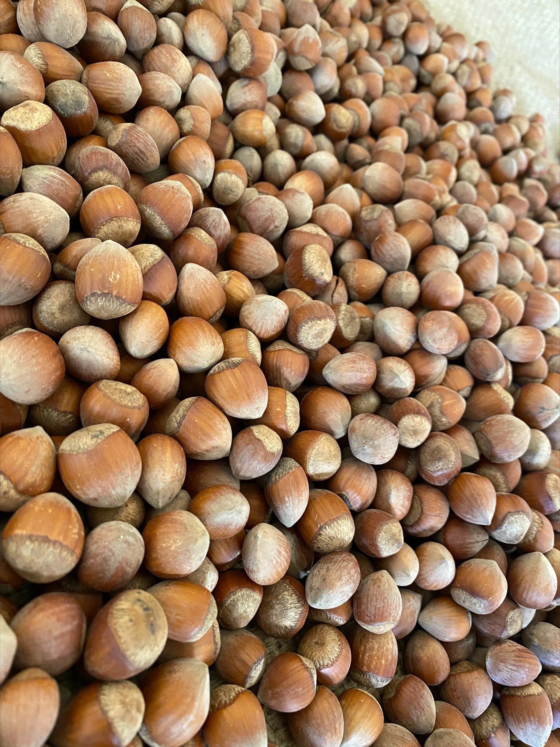 PREMIUM QUALITY EXW READY FOR SALE TURKISH HAZELNUT NATURAL ROASTED AND RAW HAZELNUTS SHELLED (2021- Giresun))