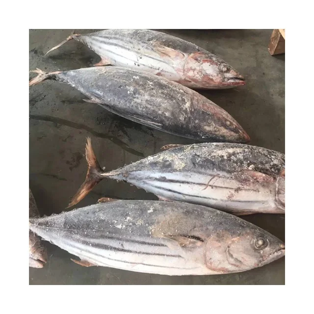 Оптовая продажа белки лосося кишки замороженной рыбы