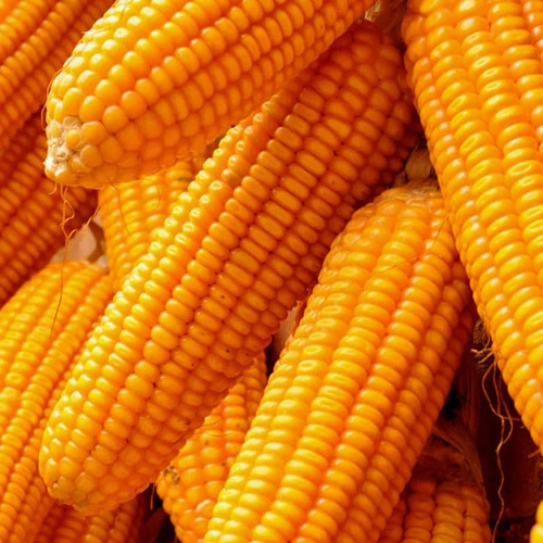 
Yellow corn 