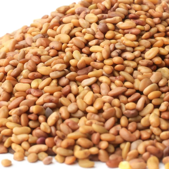 Alfalfa Sprouting Seed