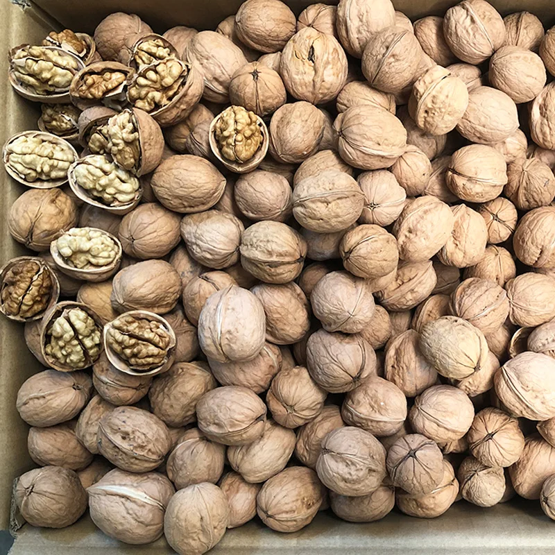 walnuts in-shell with competitive price from Turkey