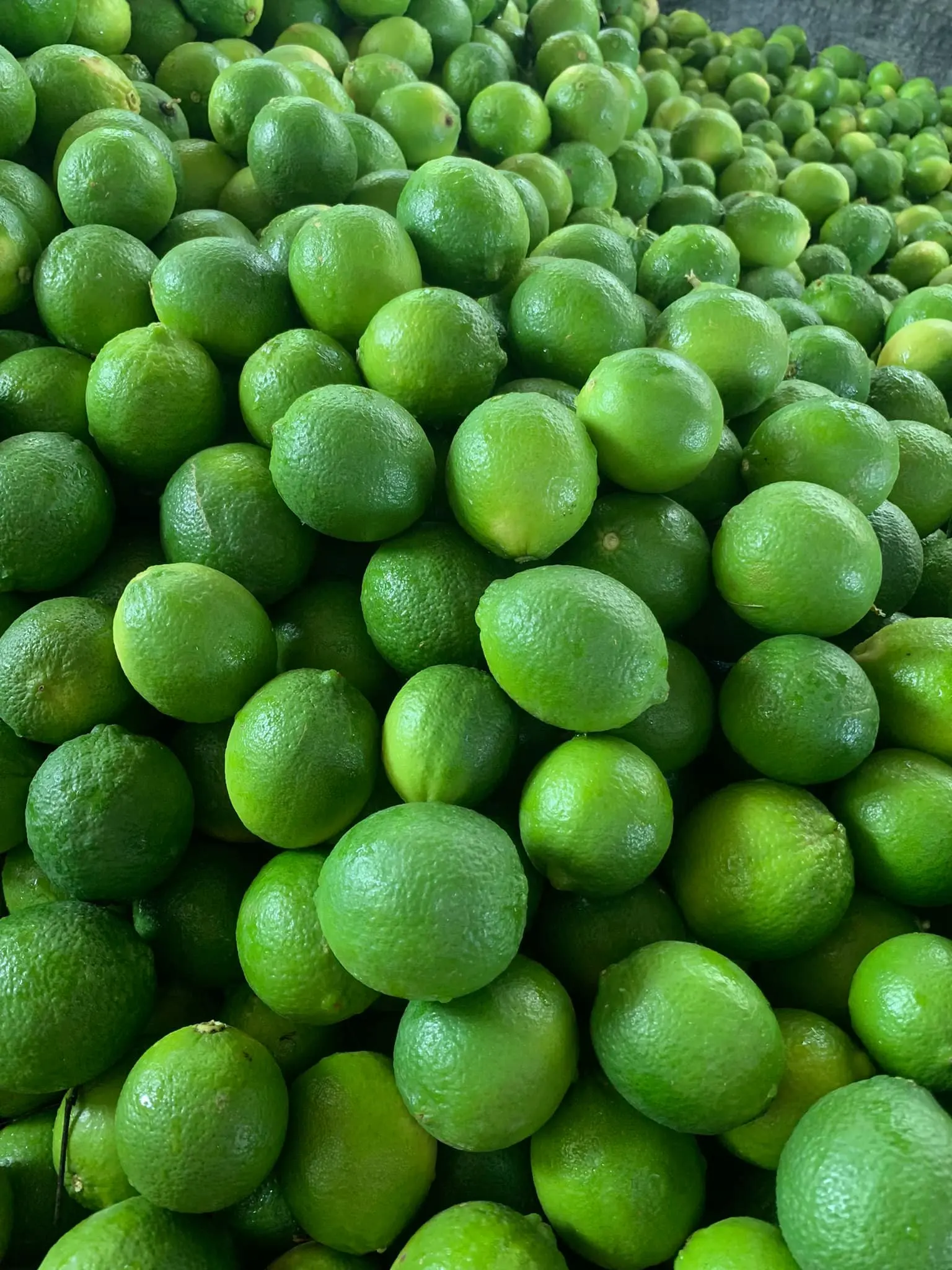 Fresh Green Seedless Lime And Lemons From Vietnam For Export Top Wholesale
