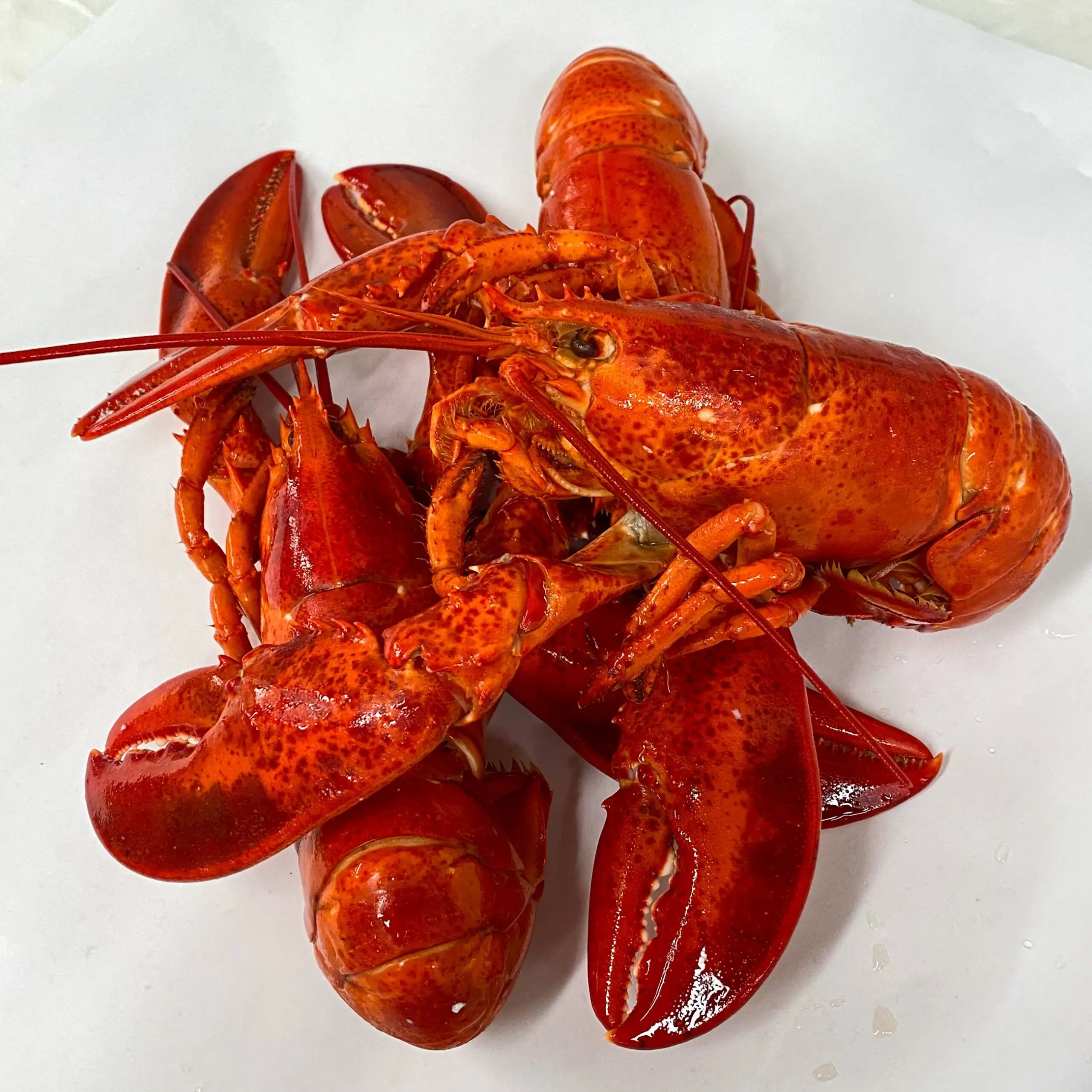 Wholesale Seafood Supplier Lobsters For Sale In Cheap Price