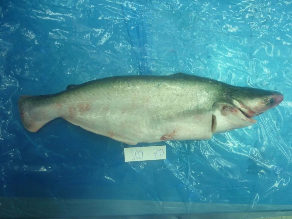 Premium Frozen Pangasius/ Basa Fish WG (Whole round Gutted) From VietNam