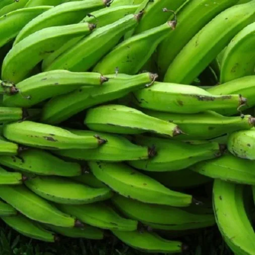 Fresh Plantain Banana / Fresh Green Plantain For Sale