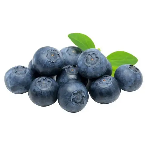 
Fresh Harvested Blueberry Wholesale 