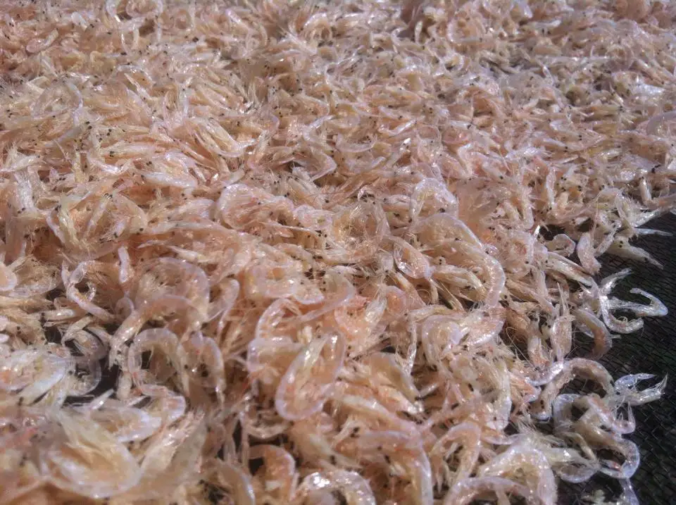 Лучшая цена и высокое качество сушеные креветки-дети креветки морепродукты поставщик из Вьетнама // Mr Alexie (Whatsapp 84 367585305)
